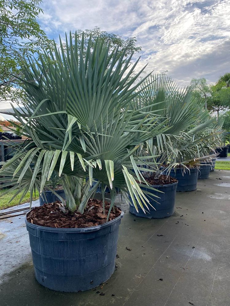 copernicia-baileyana-bailey-palm