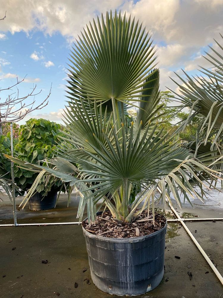 copernicia-baileyana-bailey-palm