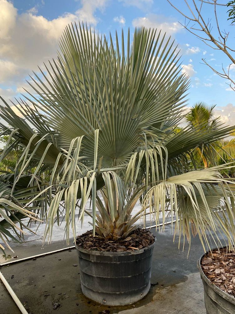 copernicia-baileyana-bailey-palm
