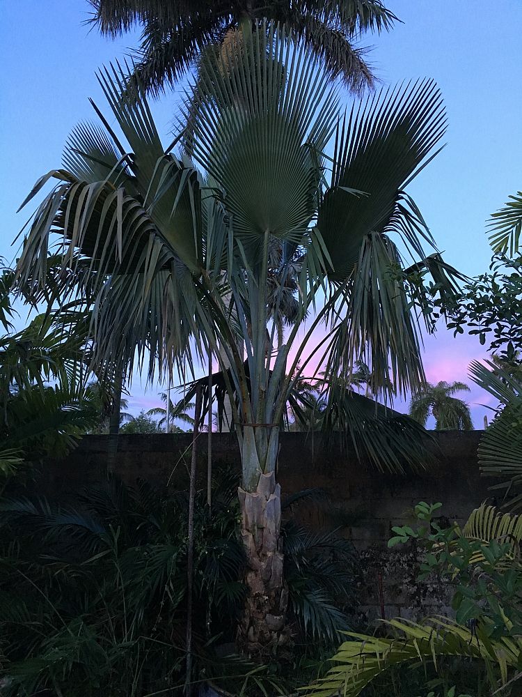 copernicia-baileyana-bailey-palm
