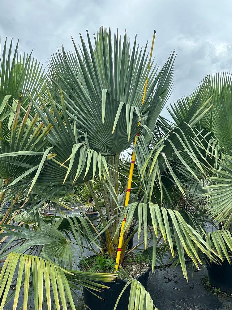 copernicia-baileyana-bailey-palm