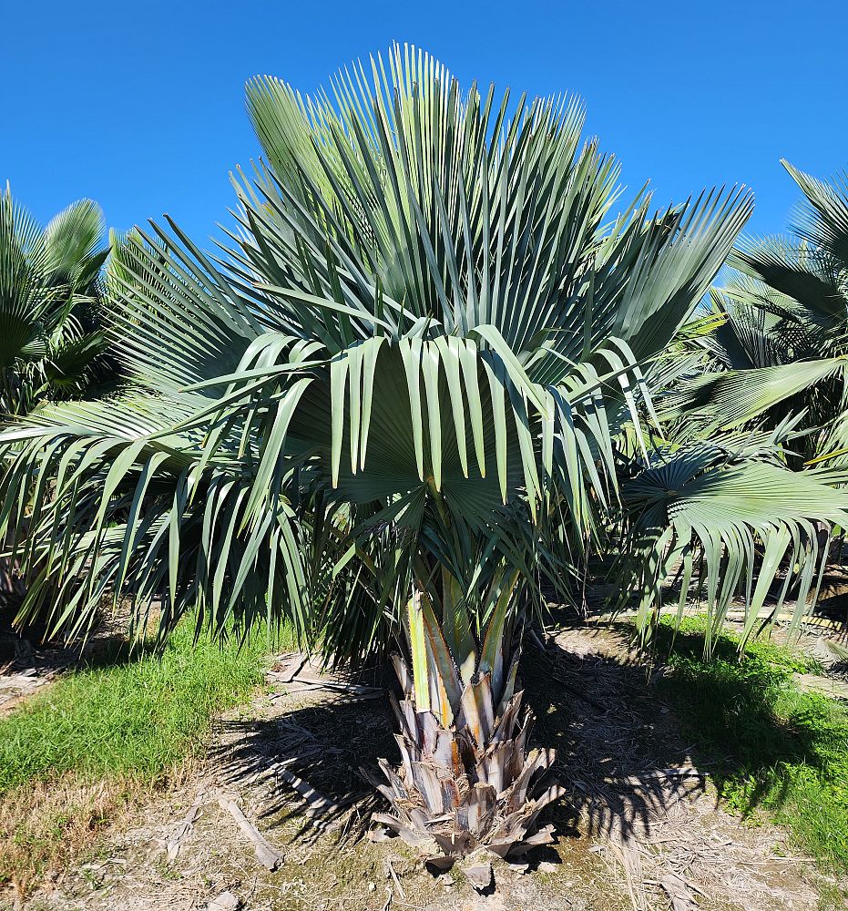 copernicia-baileyana-bailey-palm