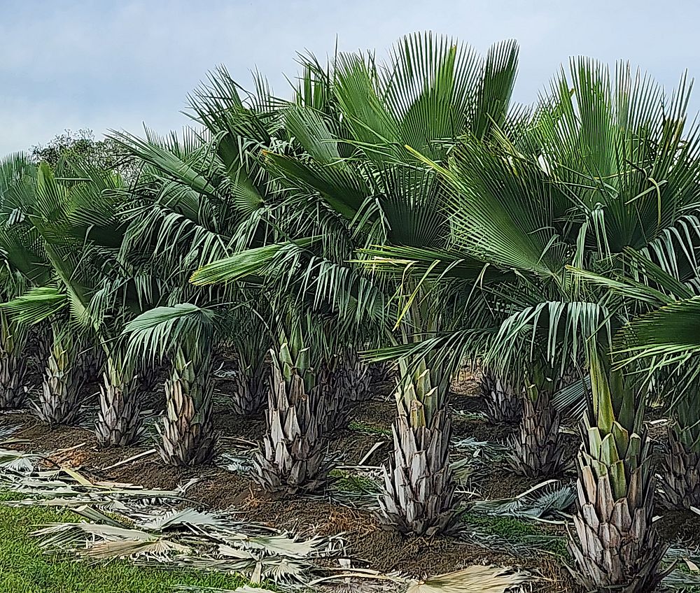 copernicia-baileyana-bailey-palm