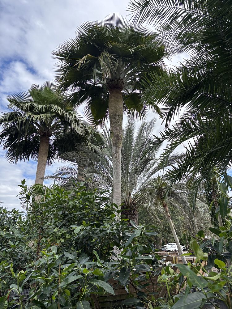 copernicia-baileyana-bailey-palm