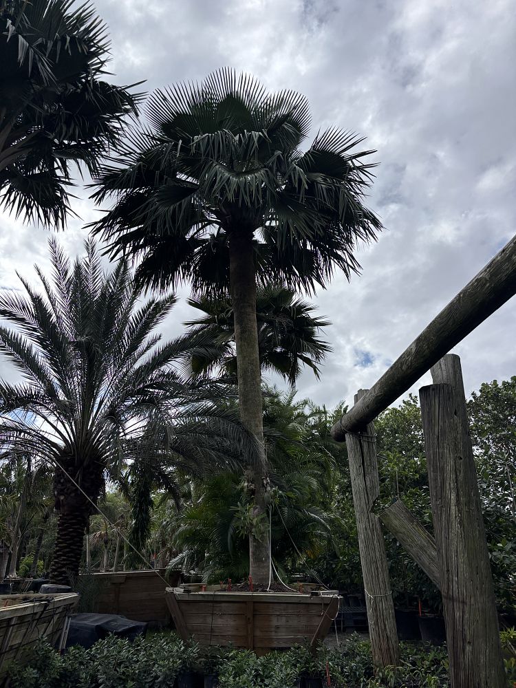 copernicia-baileyana-bailey-palm