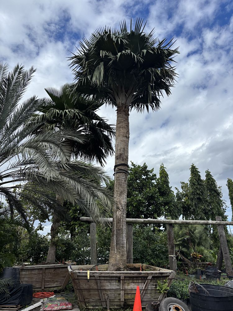 copernicia-baileyana-bailey-palm