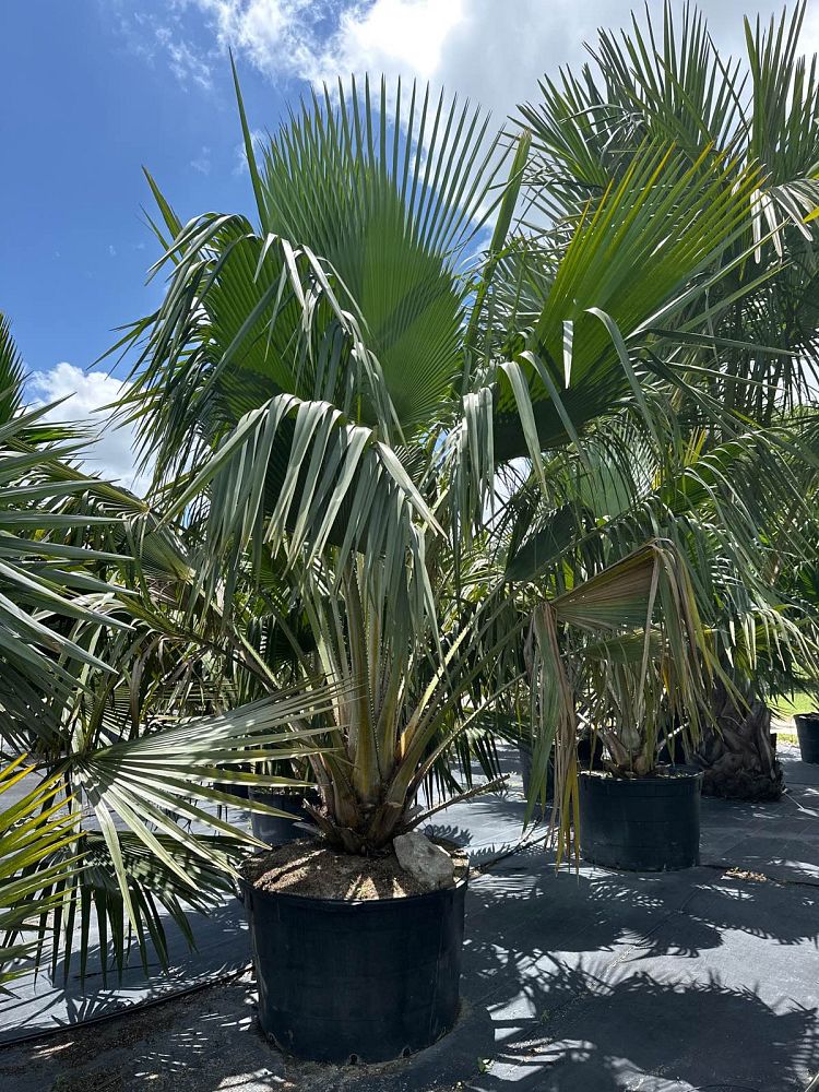 copernicia-baileyana-bailey-palm