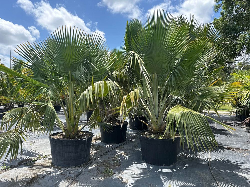 copernicia-baileyana-bailey-palm