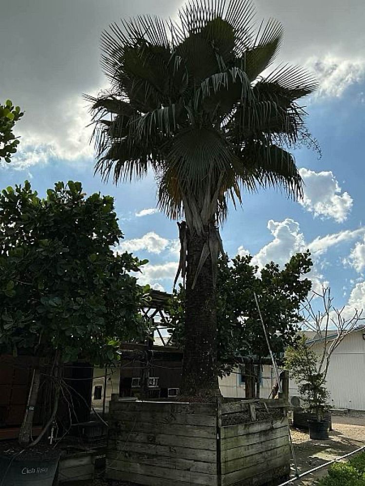 copernicia-baileyana-bailey-palm