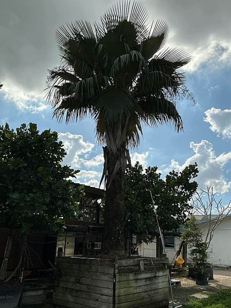 copernicia-baileyana-bailey-palm