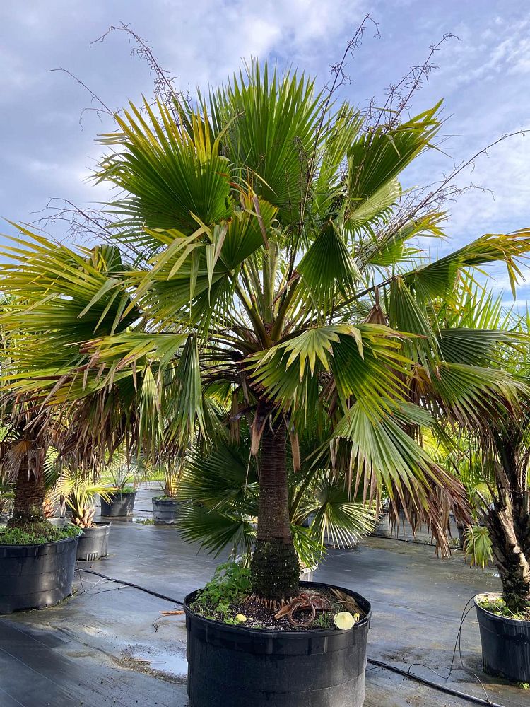 copernicia-berteroana