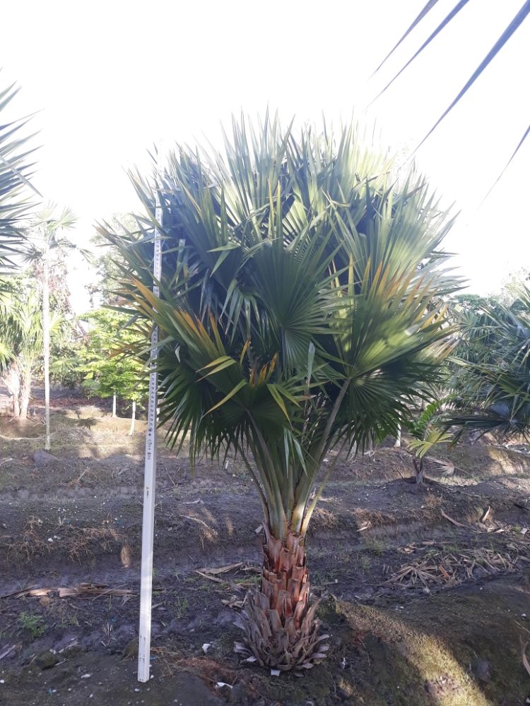 copernicia-berteroana