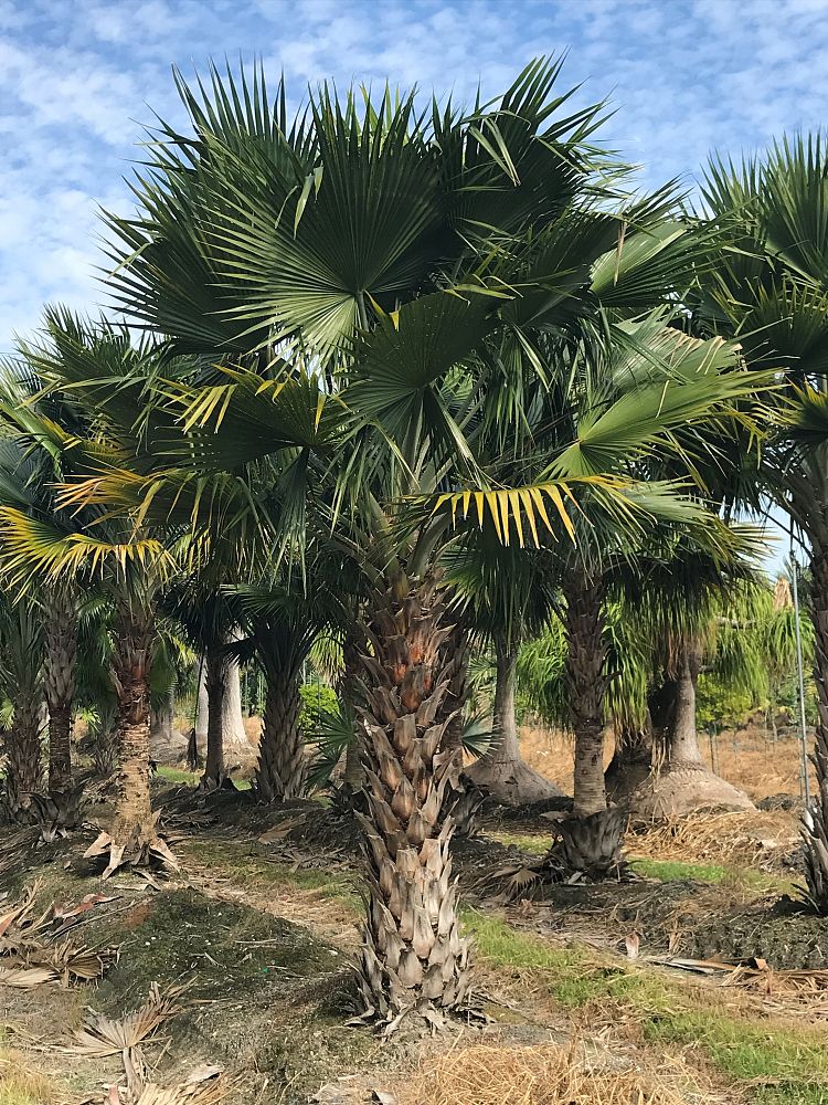 copernicia-berteroana