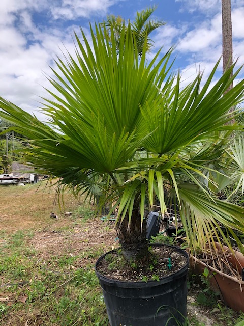copernicia-berteroana