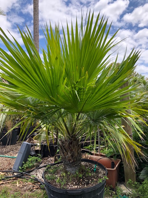 copernicia-berteroana
