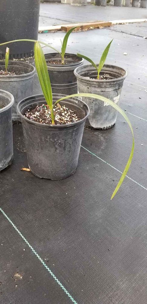 copernicia-fallaensis-copernicia-palm