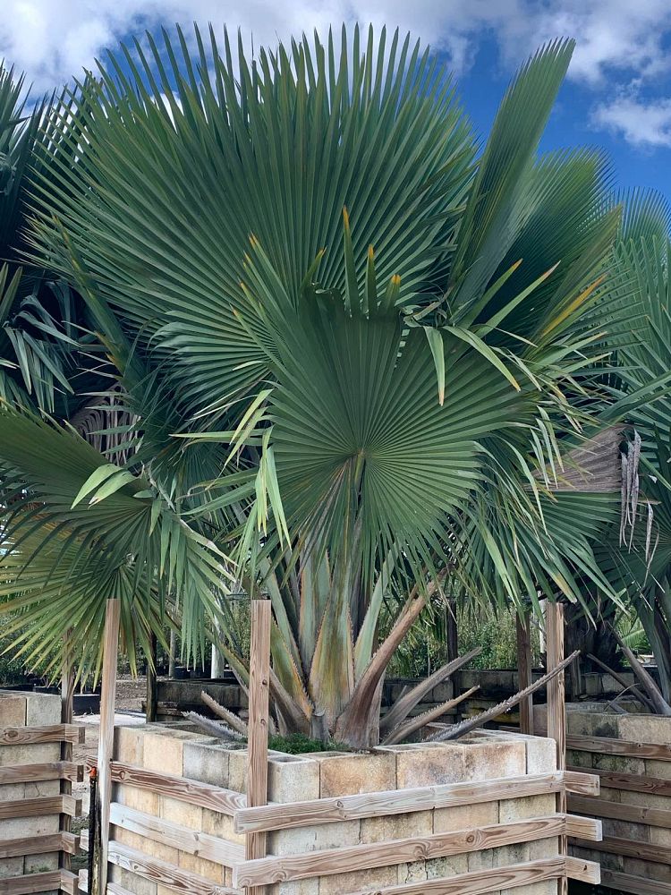 copernicia-fallaensis-copernicia-palm