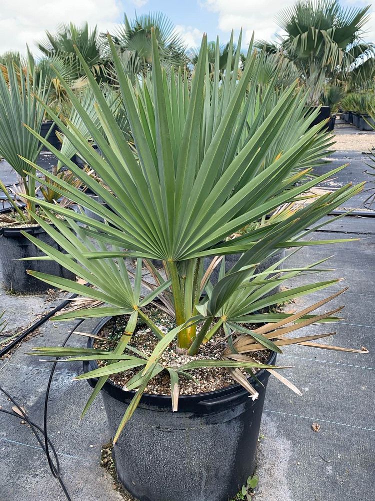 copernicia-fallaensis-copernicia-palm