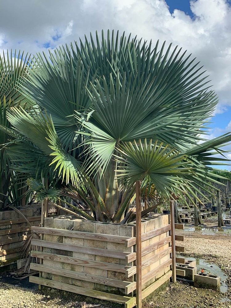 copernicia-fallaensis-copernicia-palm