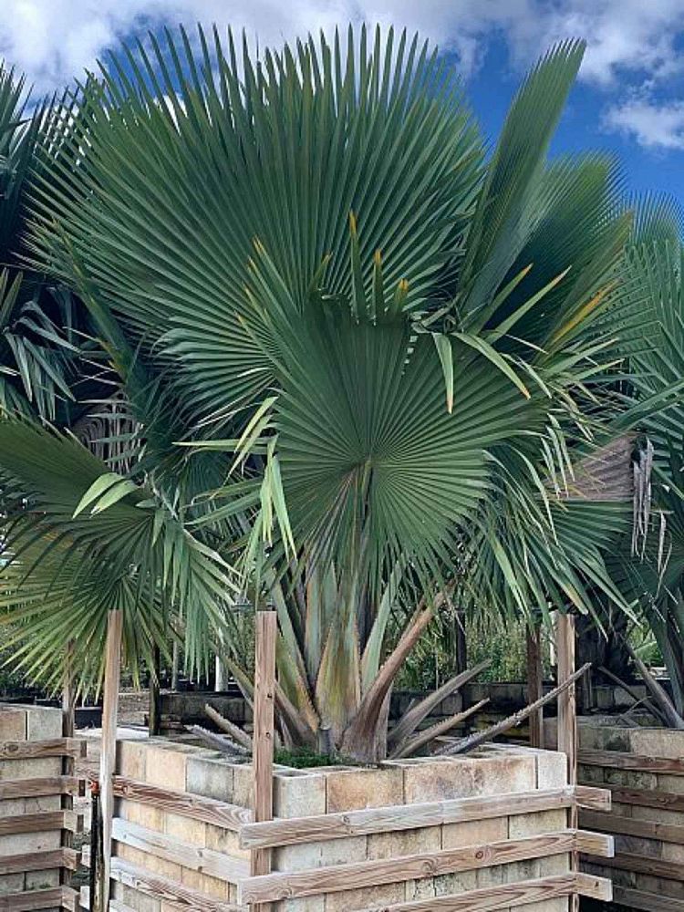 copernicia-fallaensis-copernicia-palm