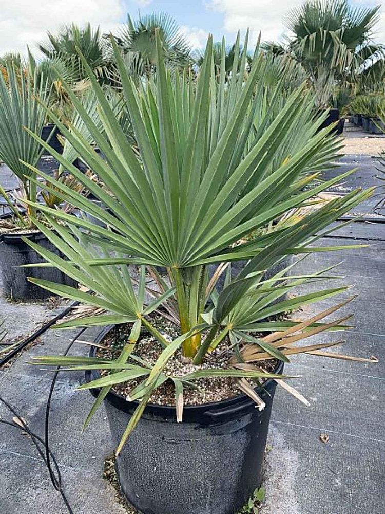 copernicia-fallaensis-copernicia-palm