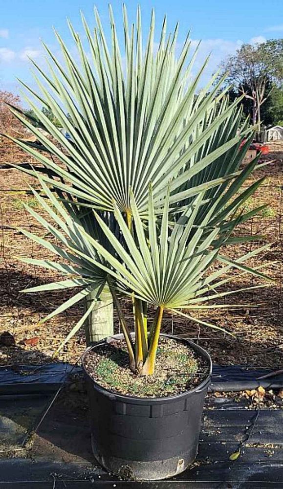 copernicia-fallaensis-copernicia-palm