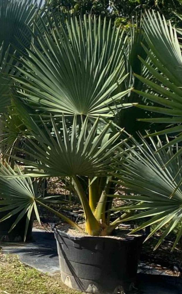 copernicia-fallaensis-copernicia-palm