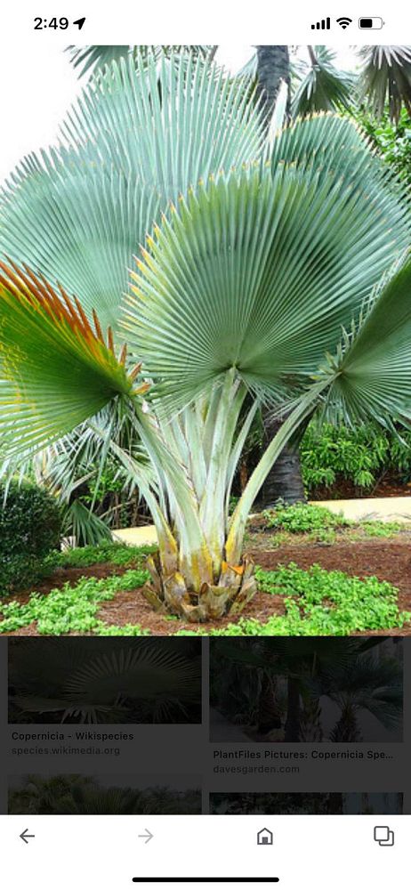 copernicia-fallaensis-copernicia-palm