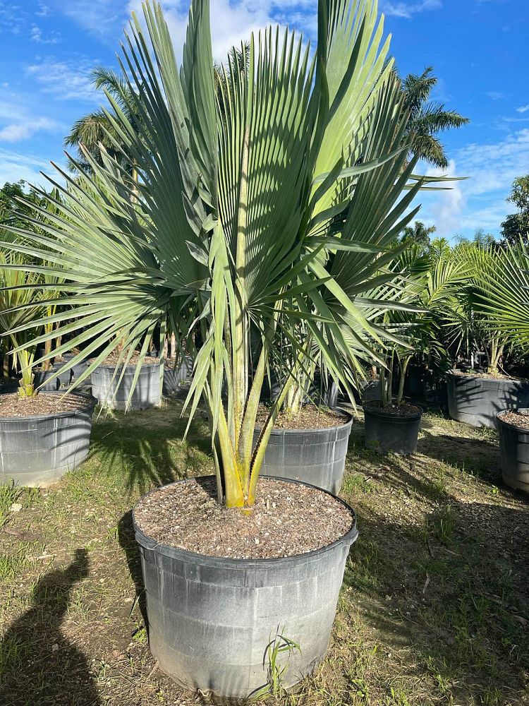 copernicia-fallaensis-copernicia-palm