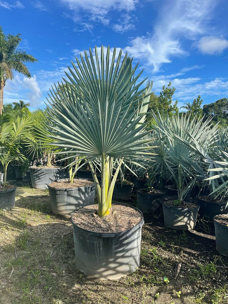copernicia-fallaensis-copernicia-palm
