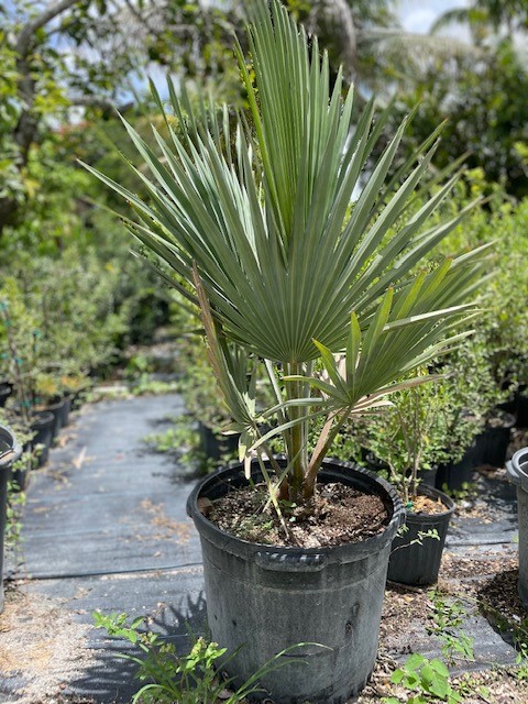copernicia-fallaensis-copernicia-palm