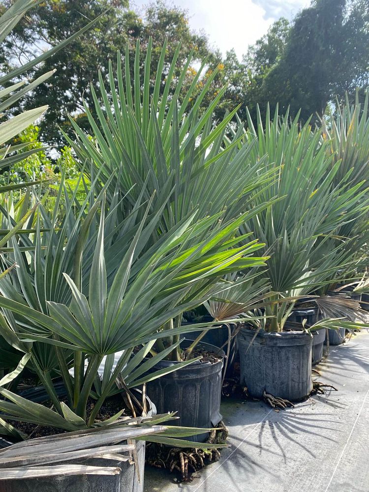 copernicia-fallaensis-copernicia-palm