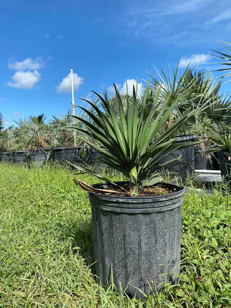 copernicia-fallaensis-copernicia-palm