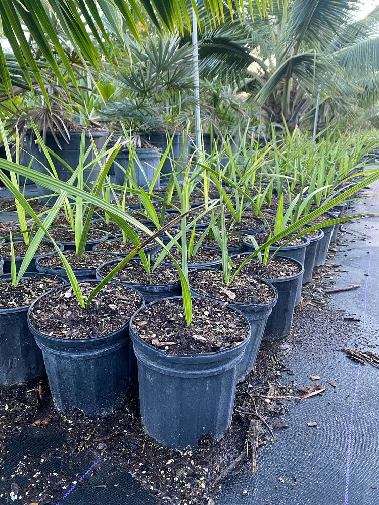 copernicia-fallaensis-copernicia-palm