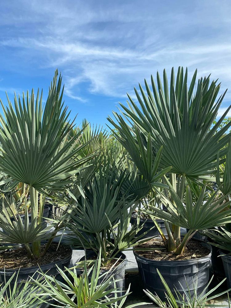copernicia-fallaensis-copernicia-palm