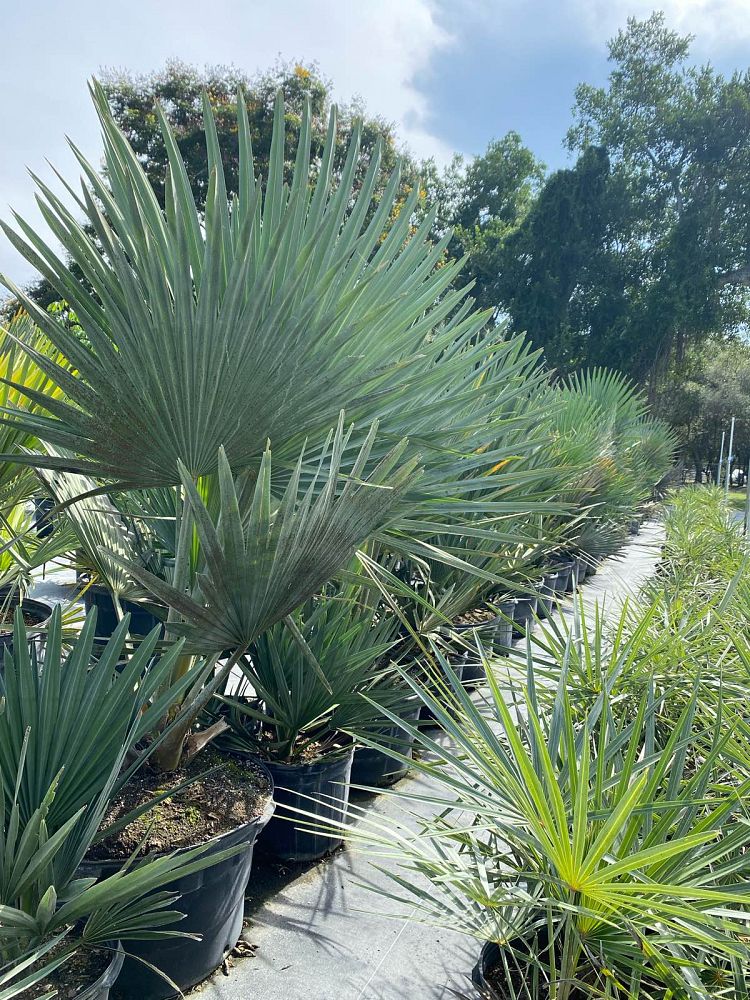 copernicia-fallaensis-copernicia-palm
