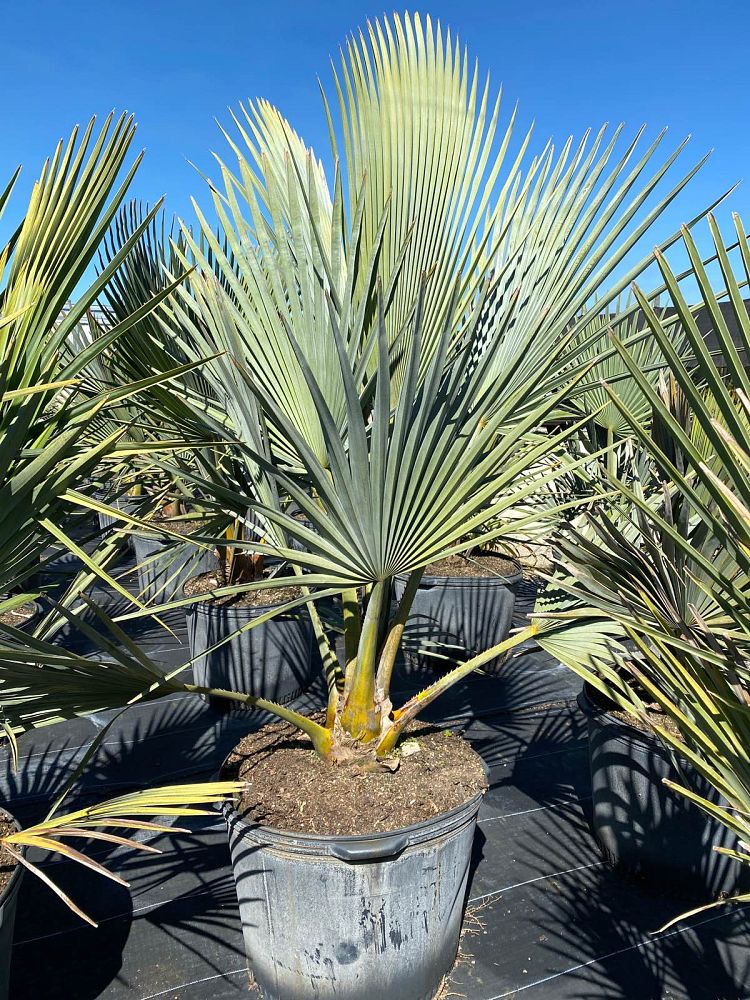 copernicia-fallaensis-copernicia-palm