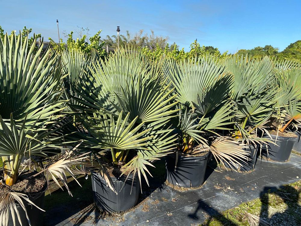 copernicia-fallaensis-copernicia-palm