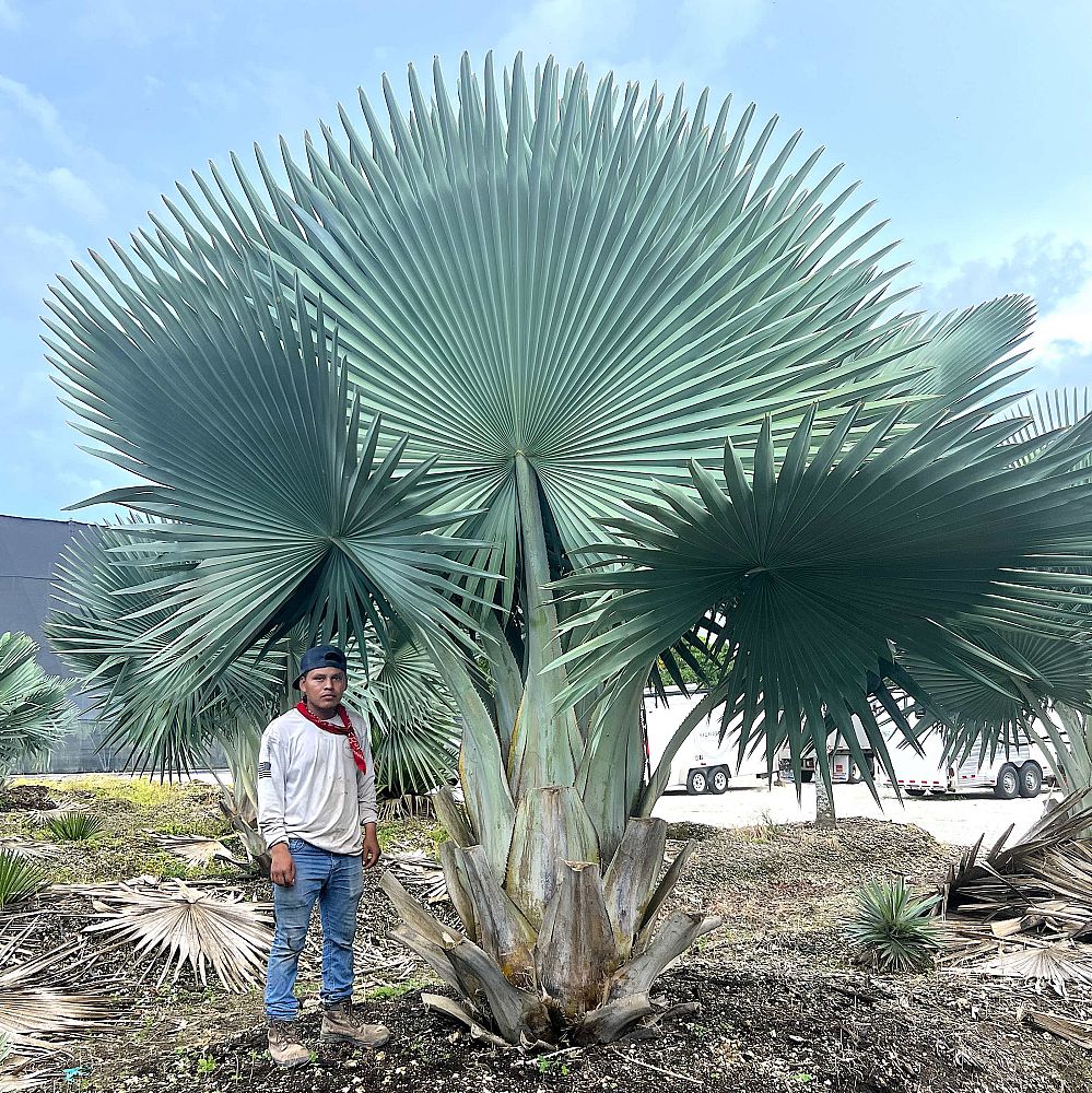 copernicia-fallaensis-copernicia-palm