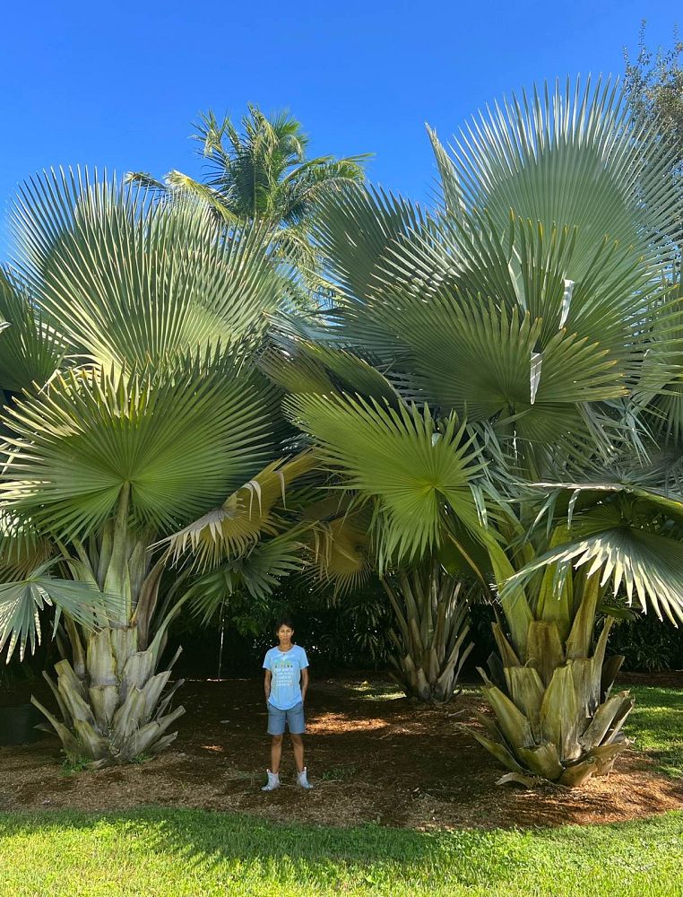 copernicia-fallaensis-copernicia-palm