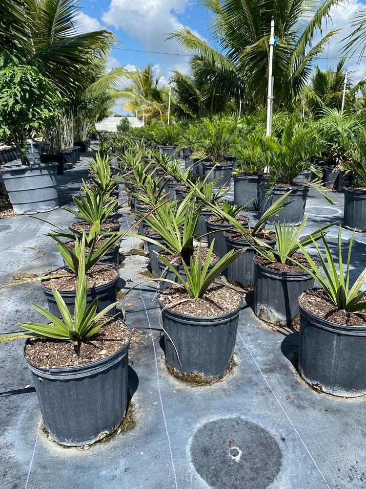 copernicia-fallaensis-copernicia-palm