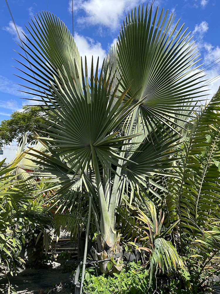 copernicia-fallaensis-copernicia-palm