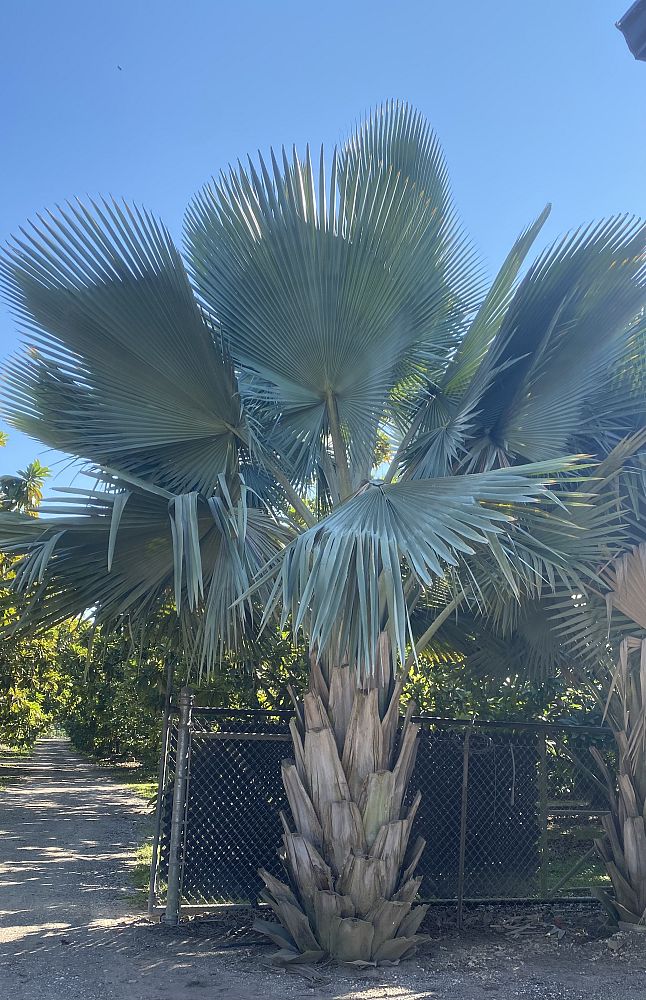copernicia-fallaensis-copernicia-palm