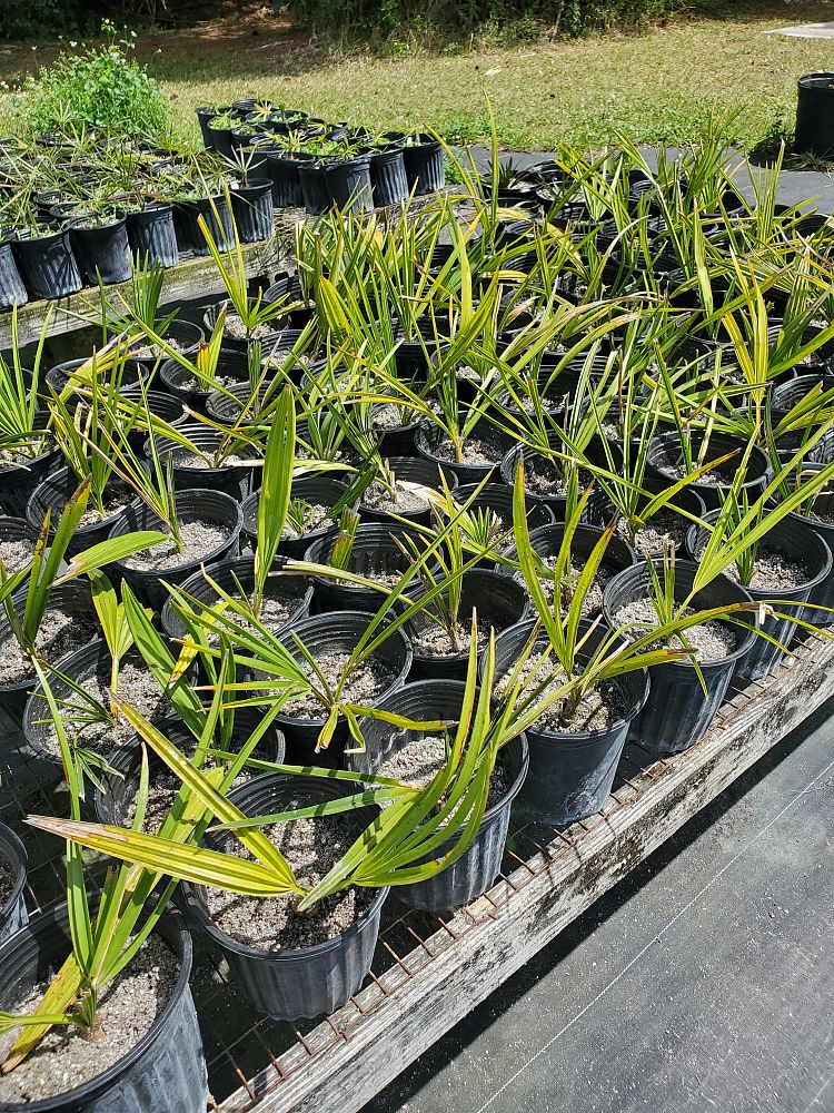 copernicia-fallaensis-copernicia-palm