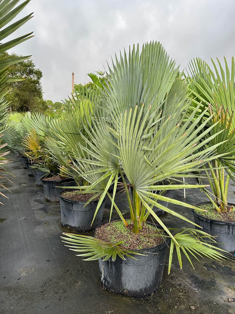 copernicia-fallaensis-copernicia-palm