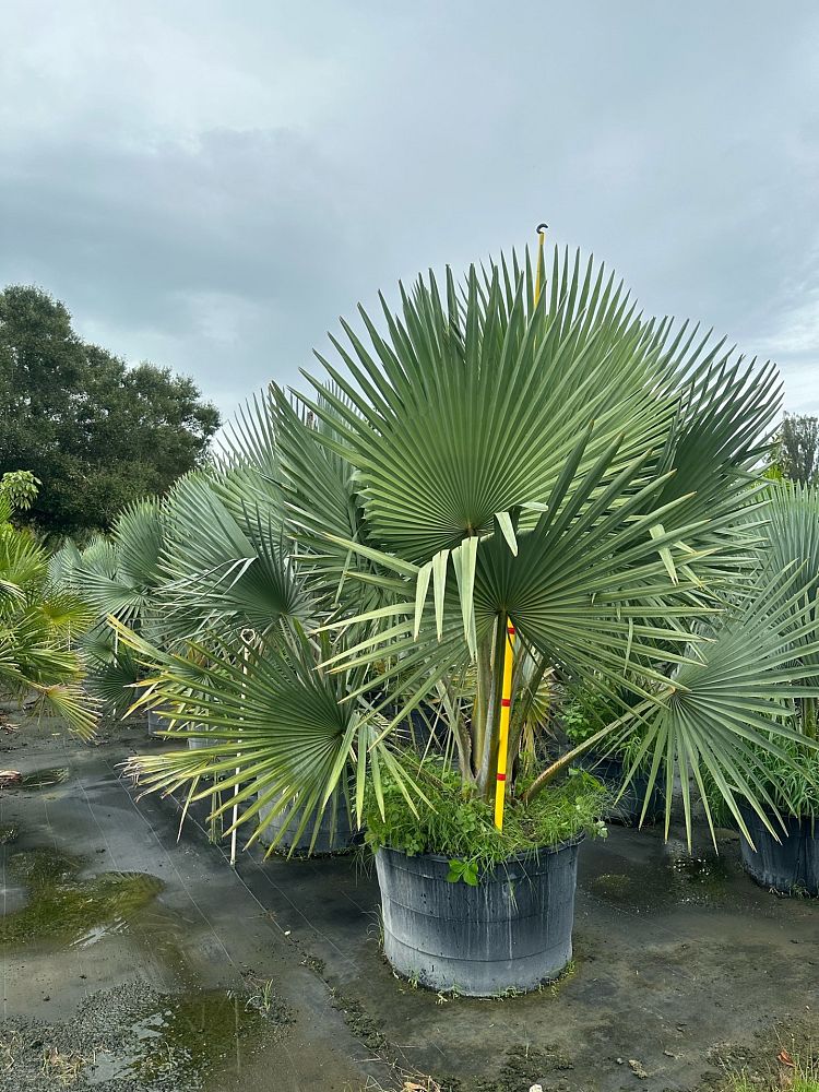 copernicia-fallaensis-copernicia-palm