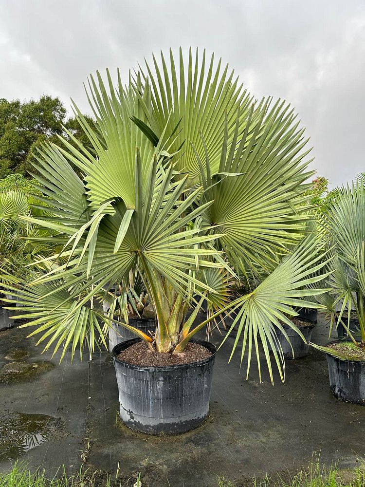 copernicia-fallaensis-copernicia-palm