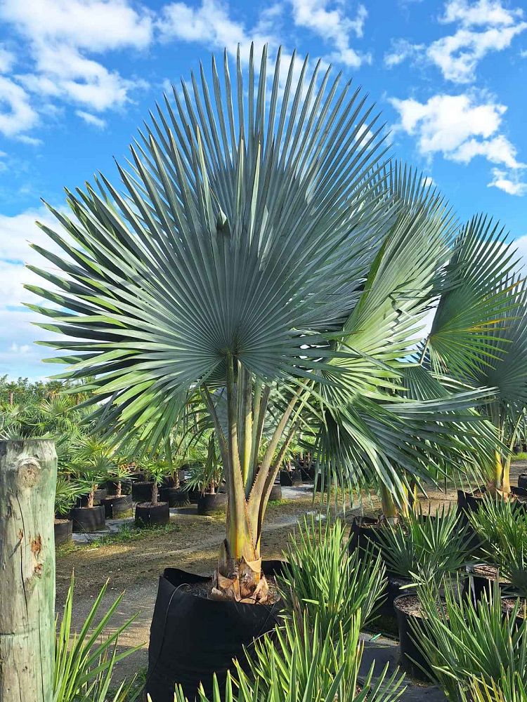 copernicia-fallaensis-copernicia-palm