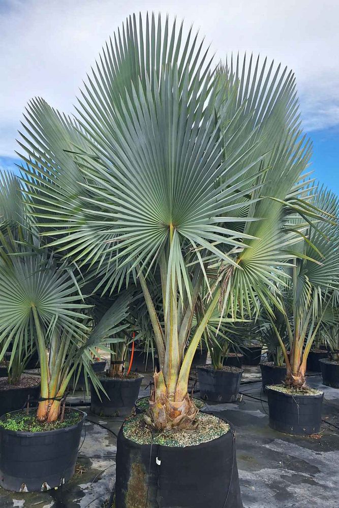 copernicia-fallaensis-copernicia-palm