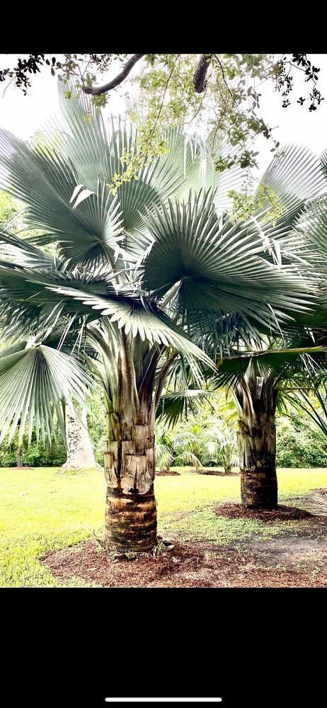 copernicia-fallaensis-copernicia-palm